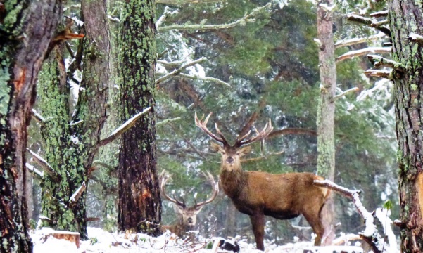 Cerfs sous la pluie