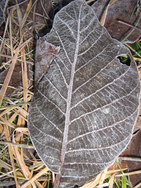 givrée