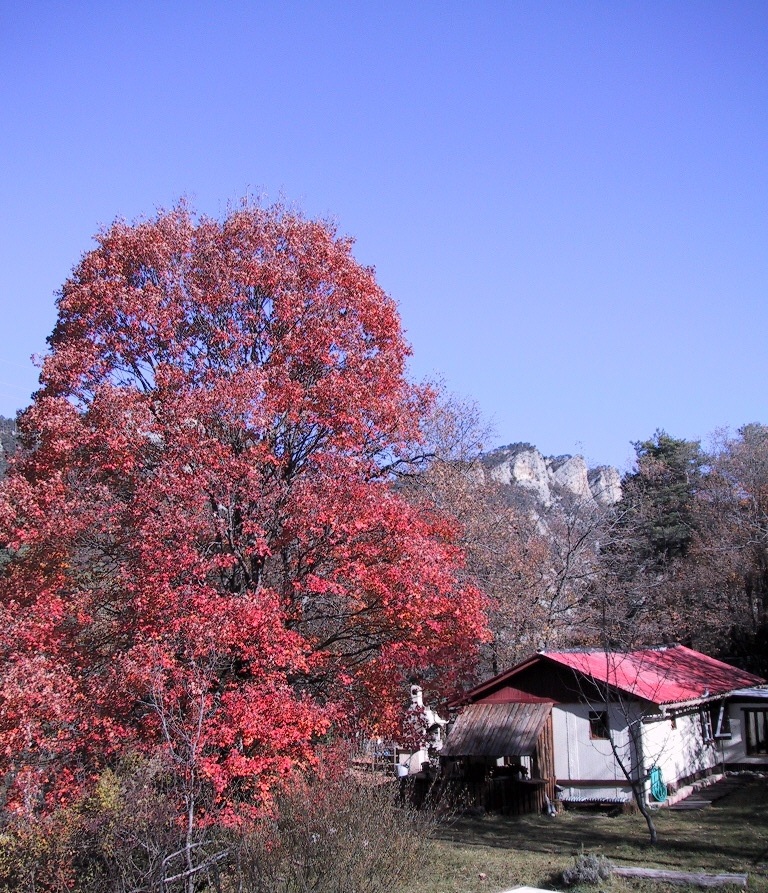 l'erable en rouge