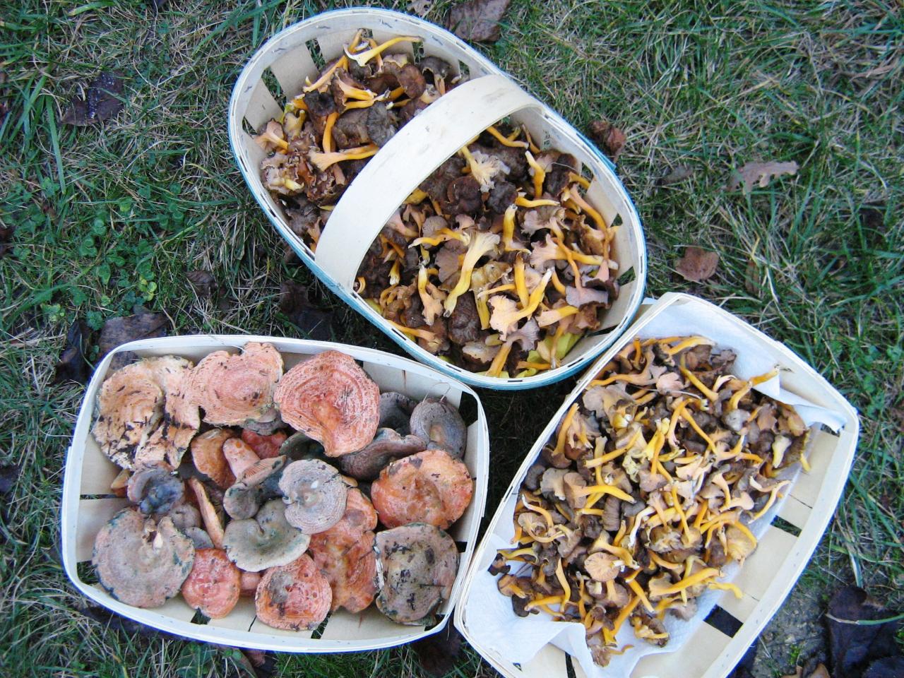 chanterelles & sanguins