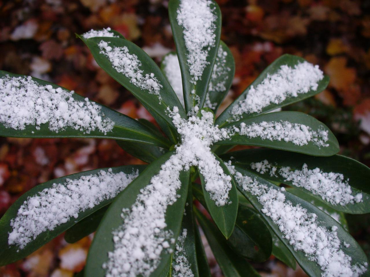 1ere neige