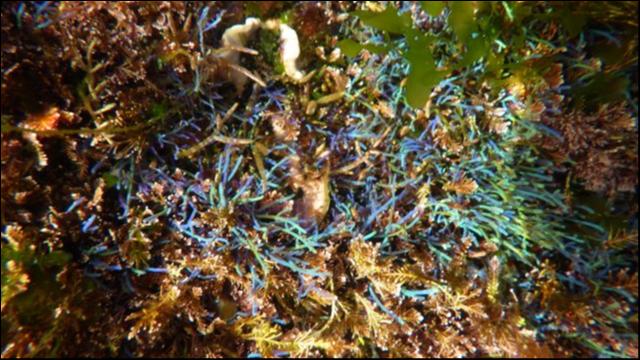 Algues bleues :road trip espagne