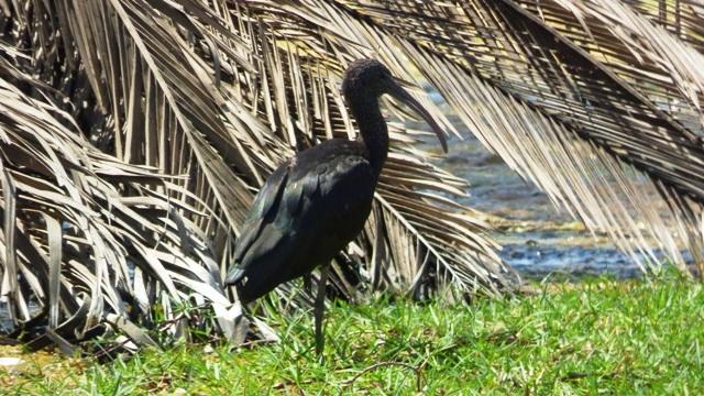 Ibis noir  Sénégal paradis des oiseaux